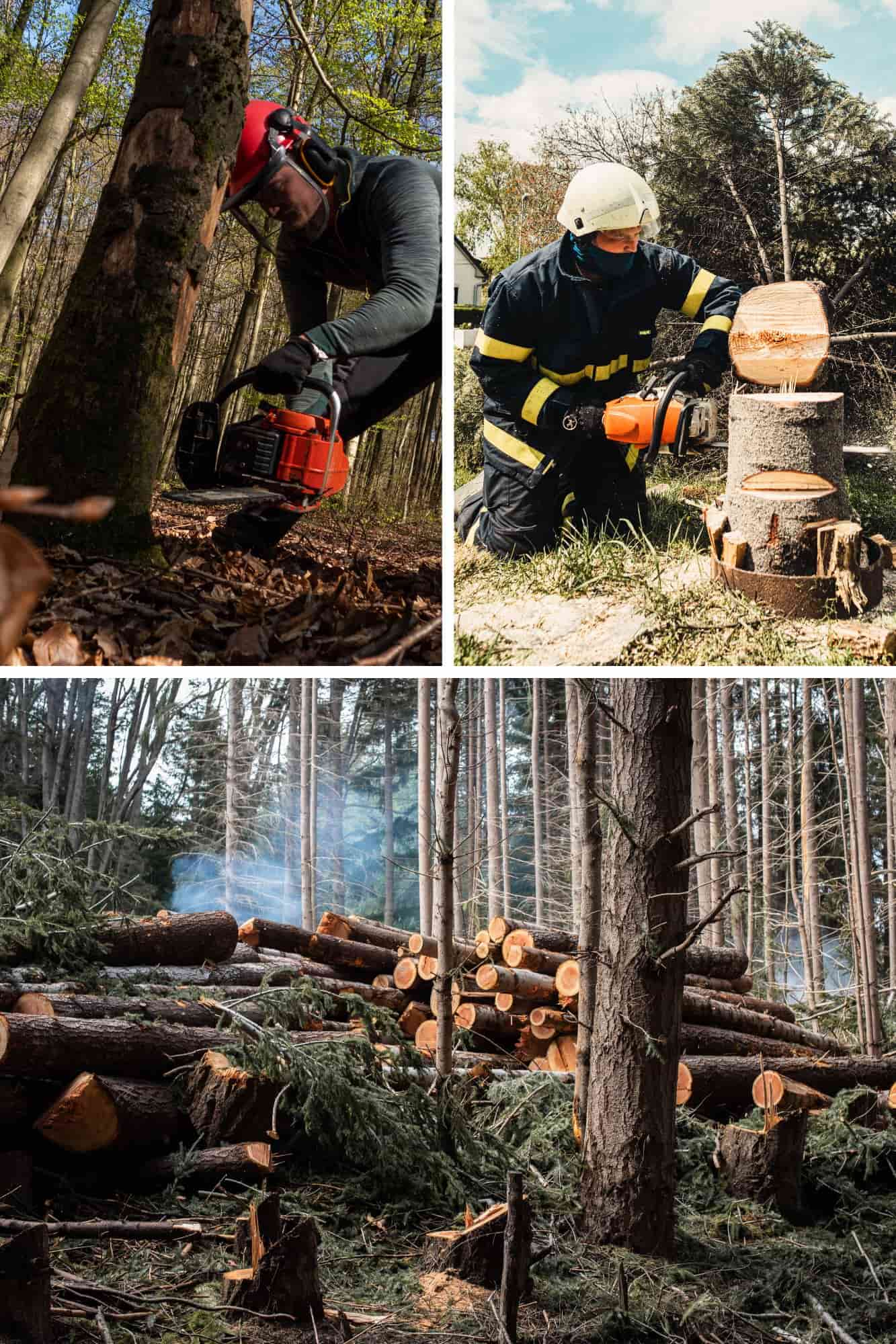 tree service columbia sc
