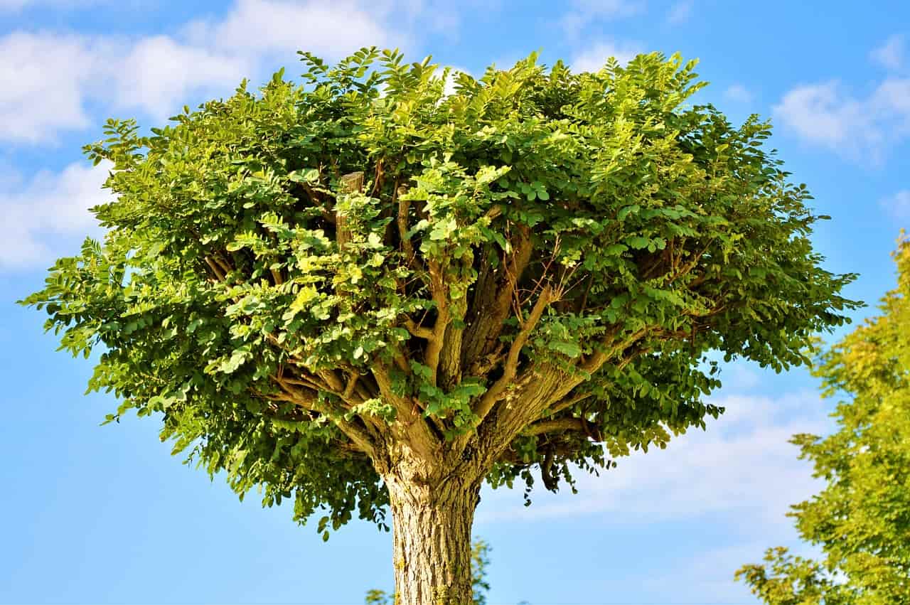 Caring for Your Trees This Summer