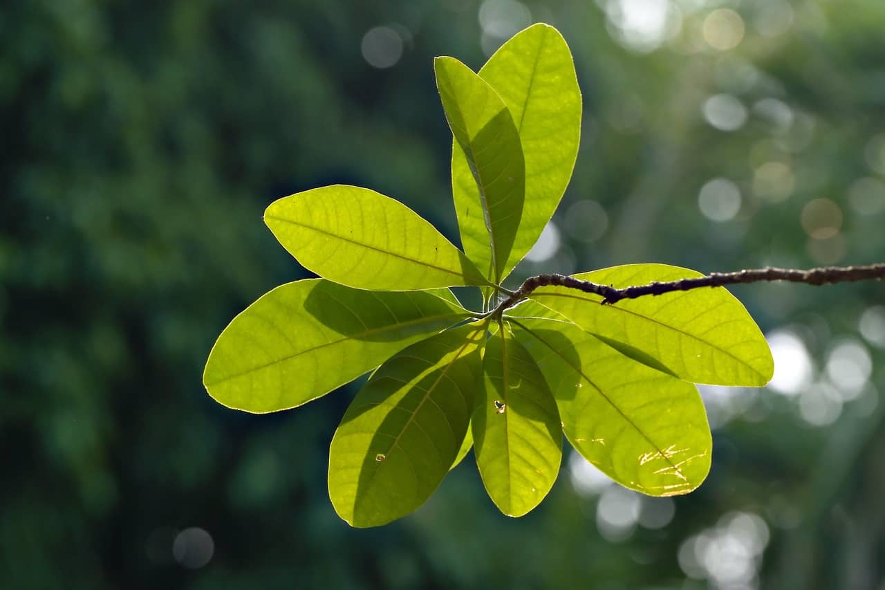 tree service columbia sc