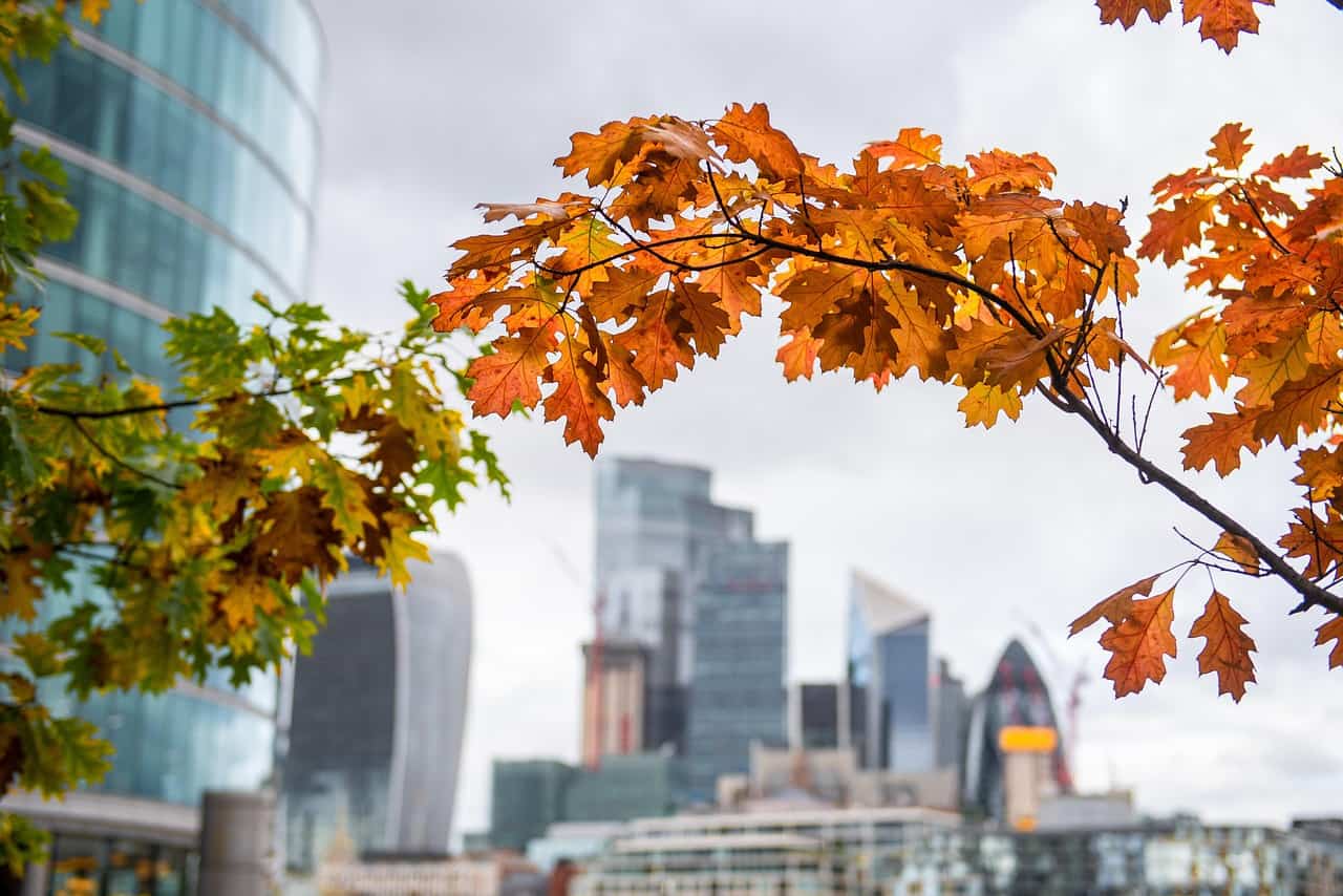 Trees in Urban Landscapes