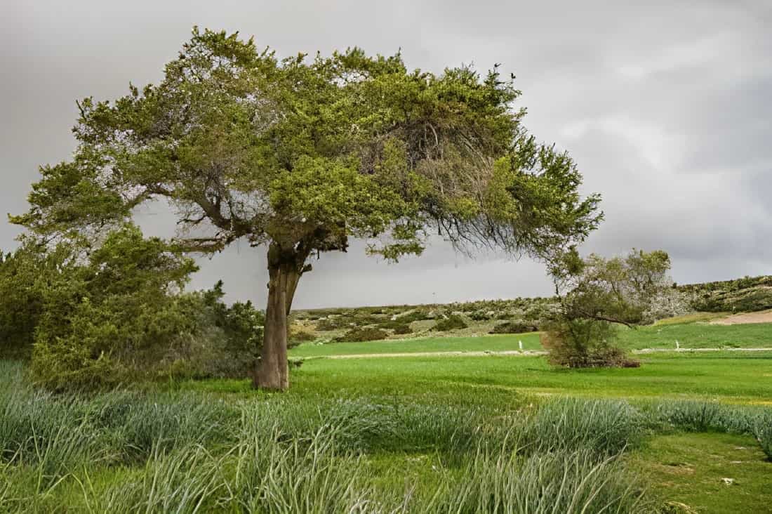 Eco-Friendly Tree Services