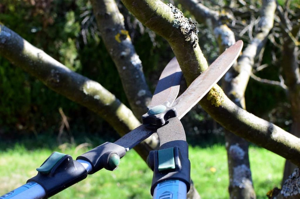 Benefits of Regular Tree Trimming and Pruning